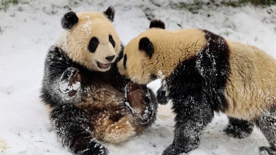 Pairi Daiza heropent met nieuwe dieren en nieuwe hotelkamers