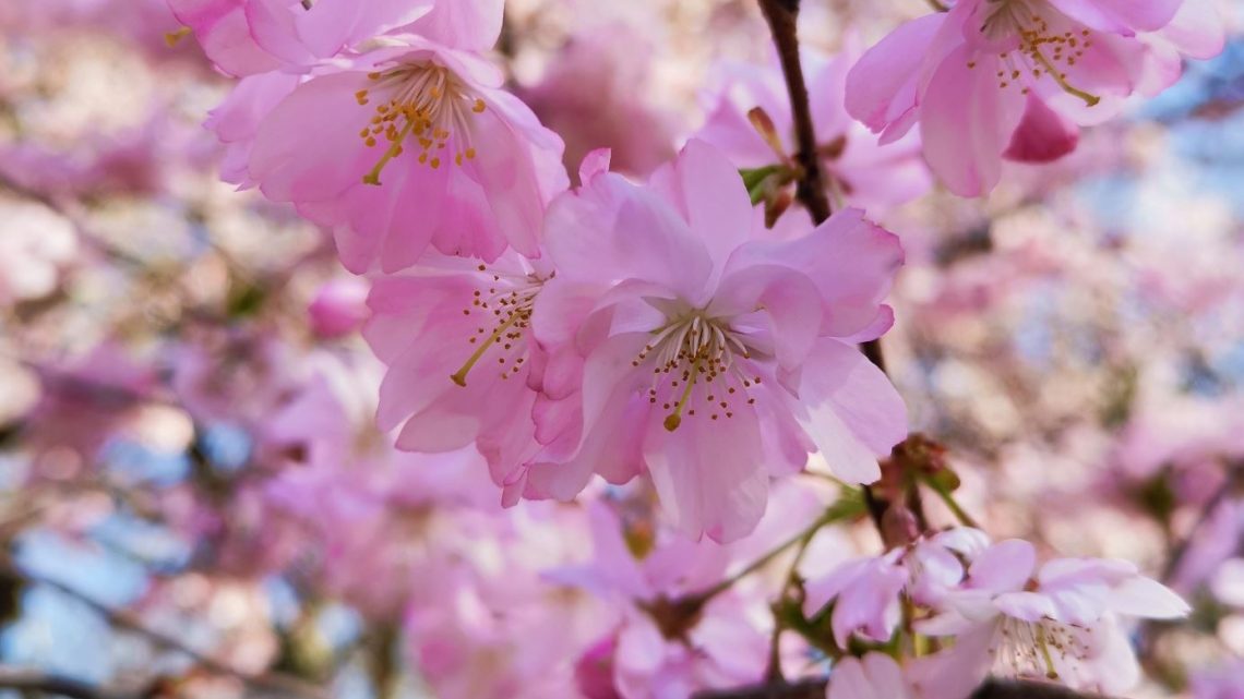 Japanse Tuin in Hasselt toont met trots bloeiende Japanse kerselaars