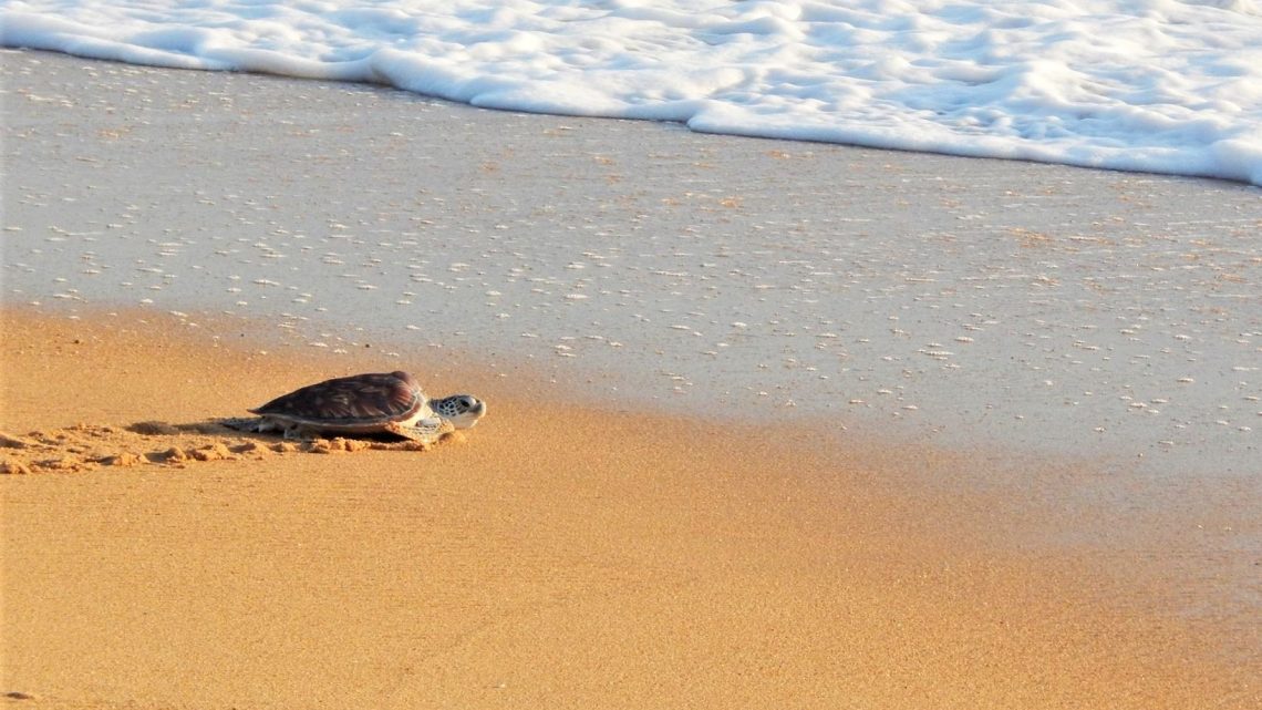 De beste plekken om schildpadden te spotten in Thailand