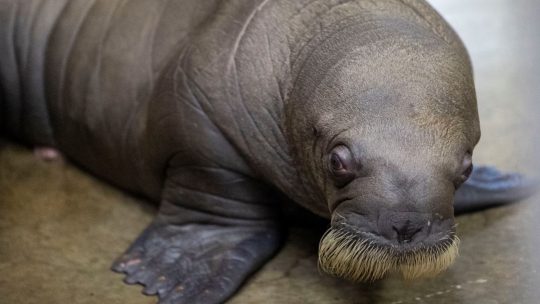 Baby walrus geboren in Pairi Daiza