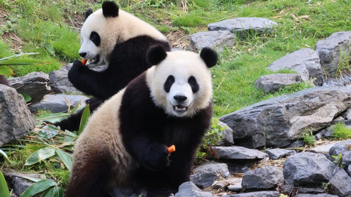 Pandatweeling Pairi Daiza viert tweede verjaardag en is klaar voor volgende fase in hun leven