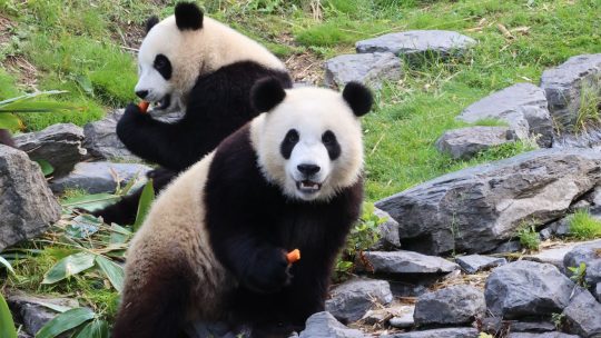 Pandatweeling Pairi Daiza viert tweede verjaardag en is klaar voor volgende fase in hun leven