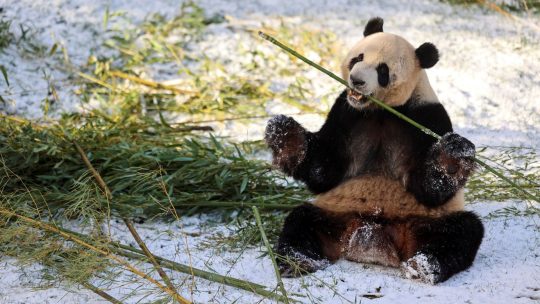 Winter Time zorgt voor beestige eindejaarsperiode in Pairi Daiza