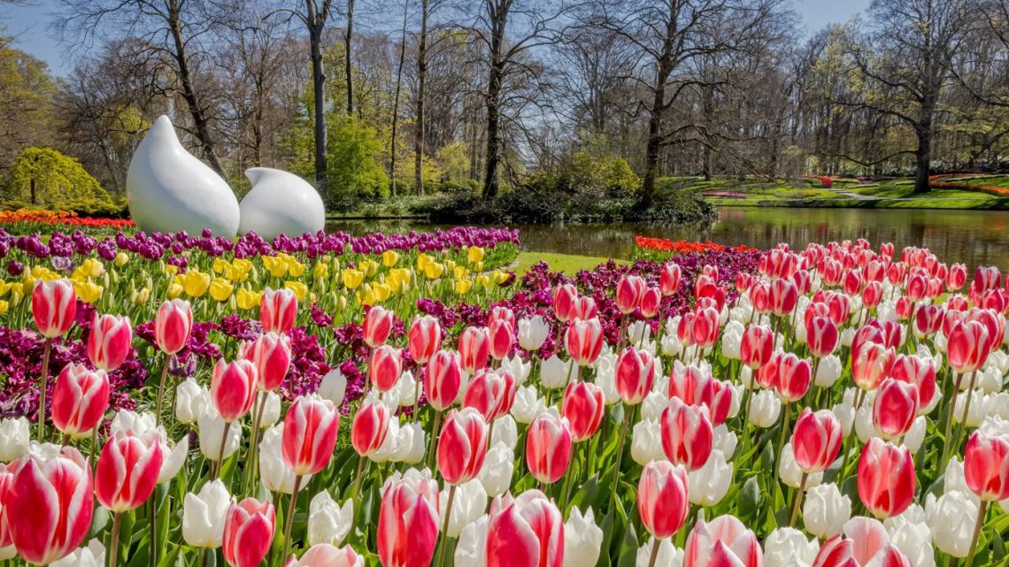 Aftellen naar de opening van Keukenhof, het mooiste lentepark ter wereld