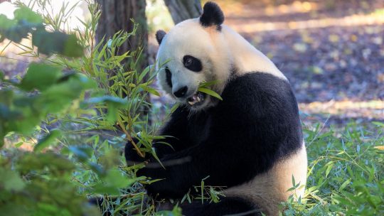 Tian Bao, de eerste panda die geboren werd in Pairi Daiza, mag langer in België blijven