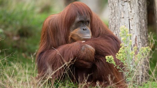 Pairi Daiza verwelkomt twee nieuwe orang-oetans