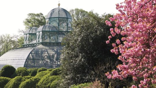 Een royale wandeling door de koninklijke serres van Laken