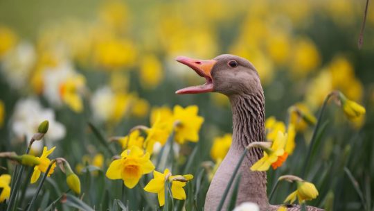 500.000 bloemen fleuren Pairi Daiza op voor Pasen