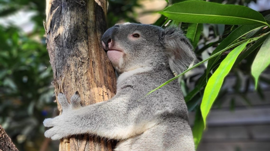 Pairi Daiza verwelkomt koala Dameeli