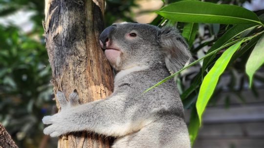 Pairi Daiza verwelkomt koala Dameeli