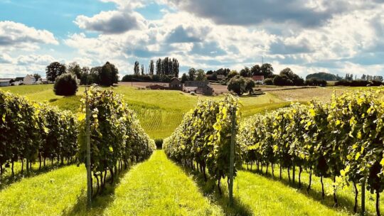 Gault&Millau stelt eerste Belgische Wijngids voor