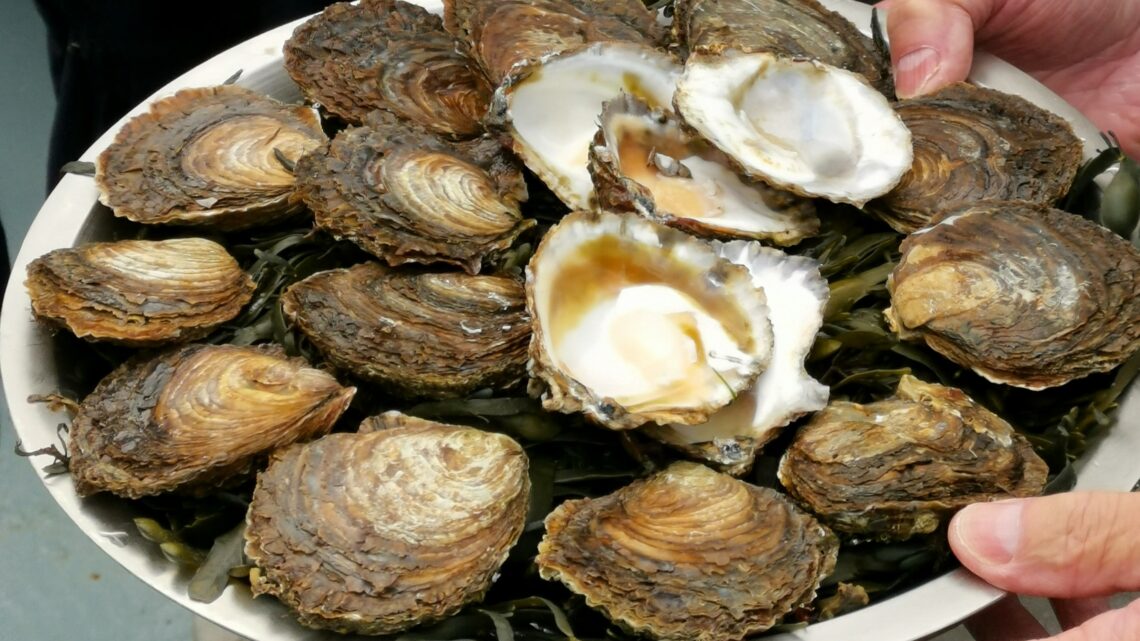 Eerste Zeeuwse oesters van nieuwe oogst opgevist in Oosterschelde