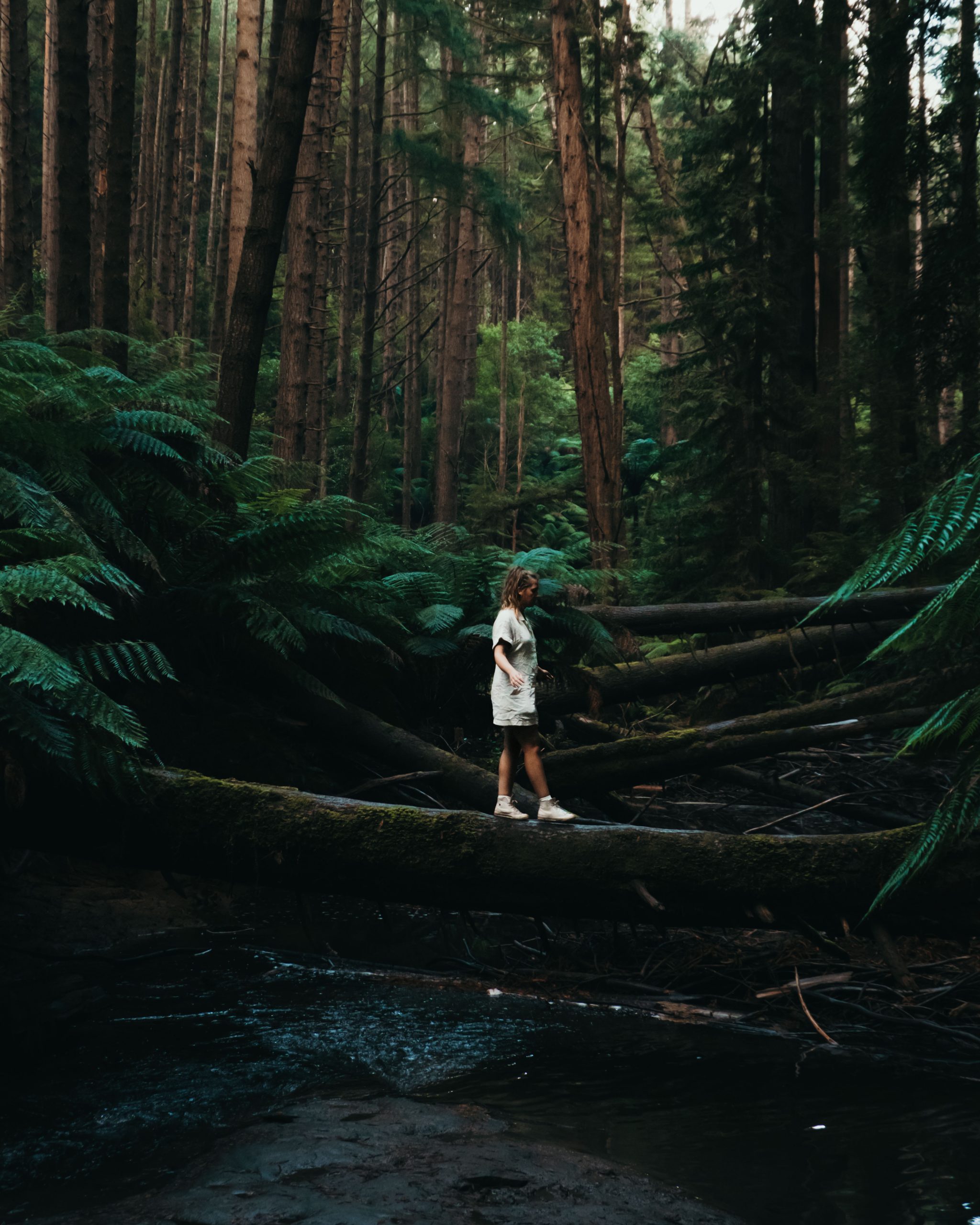 Wat moet je zeker zien in Great Otway National Park?