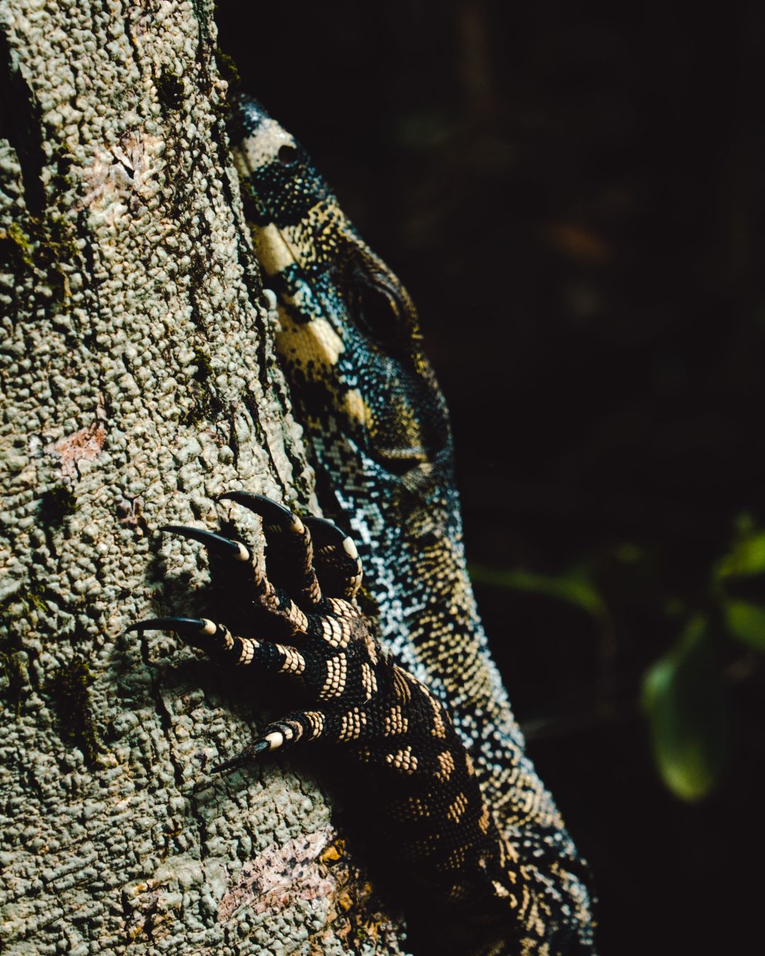 Daintree Iguana