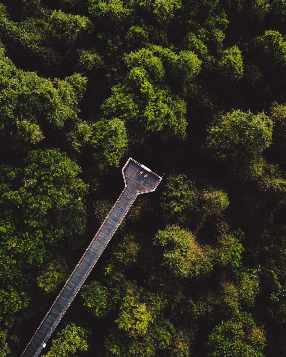 Skywalk Dorrigo