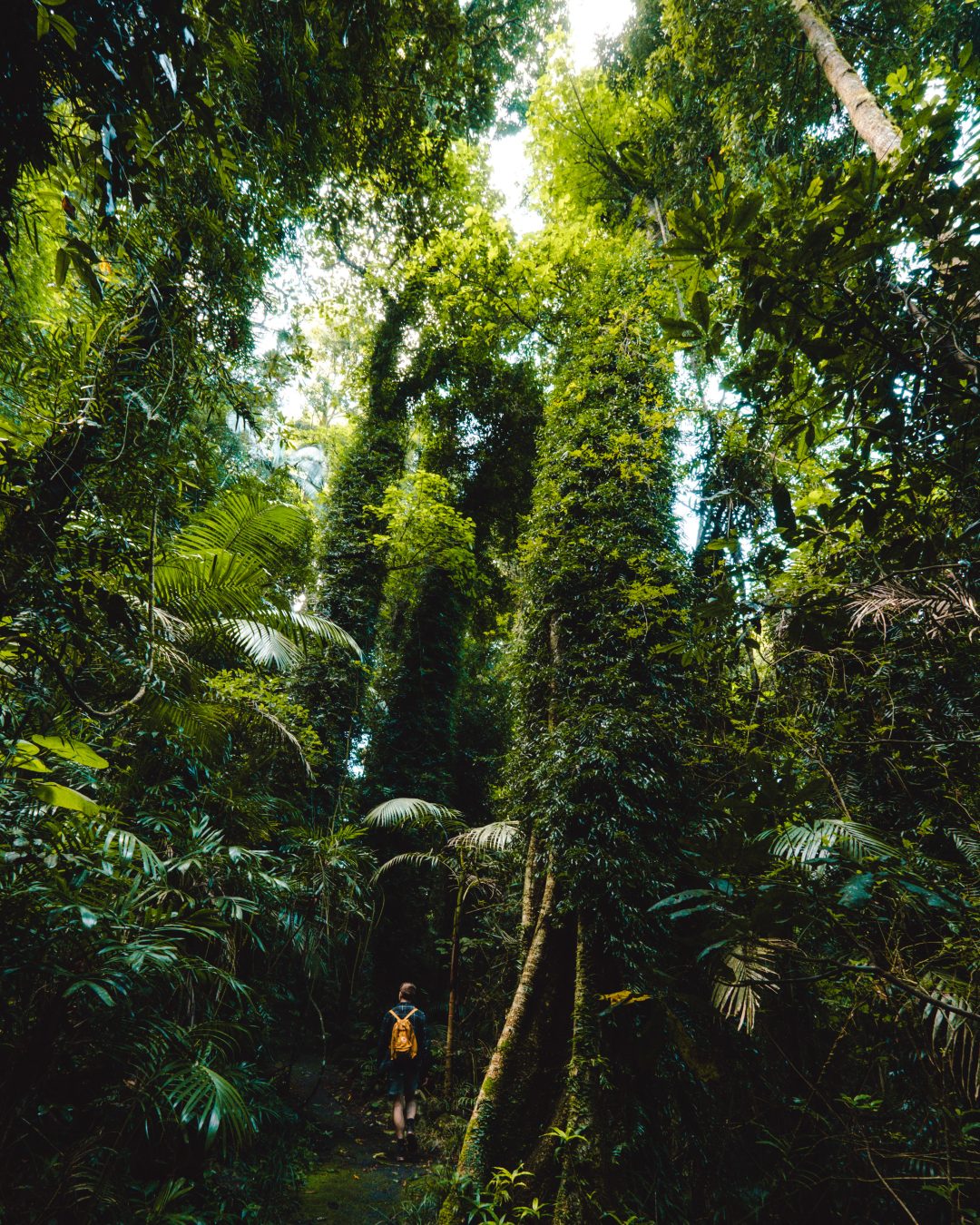 Wonga Walk in Dorrigo NP