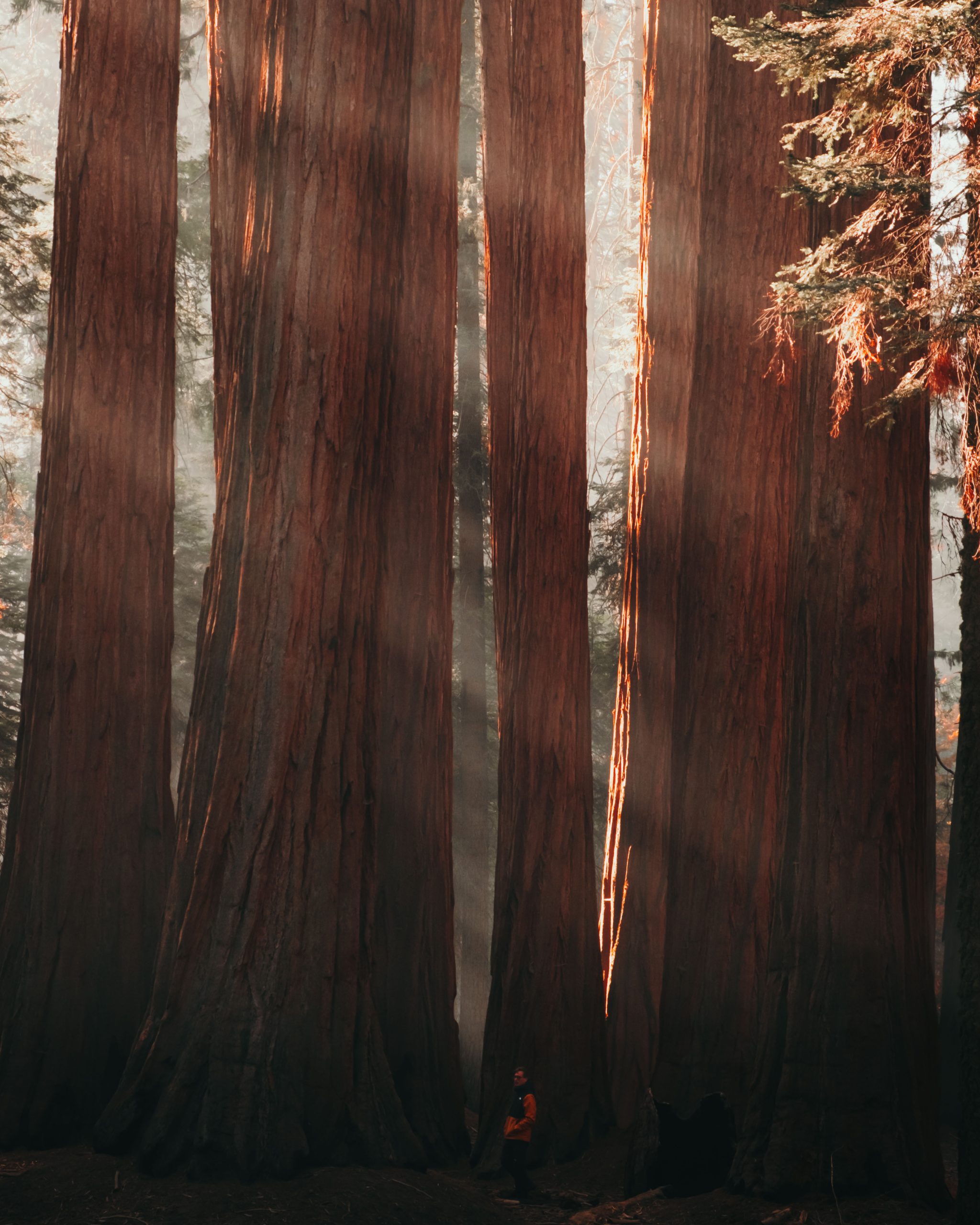 Alles over Kings Canyon & Sequoia National Park.