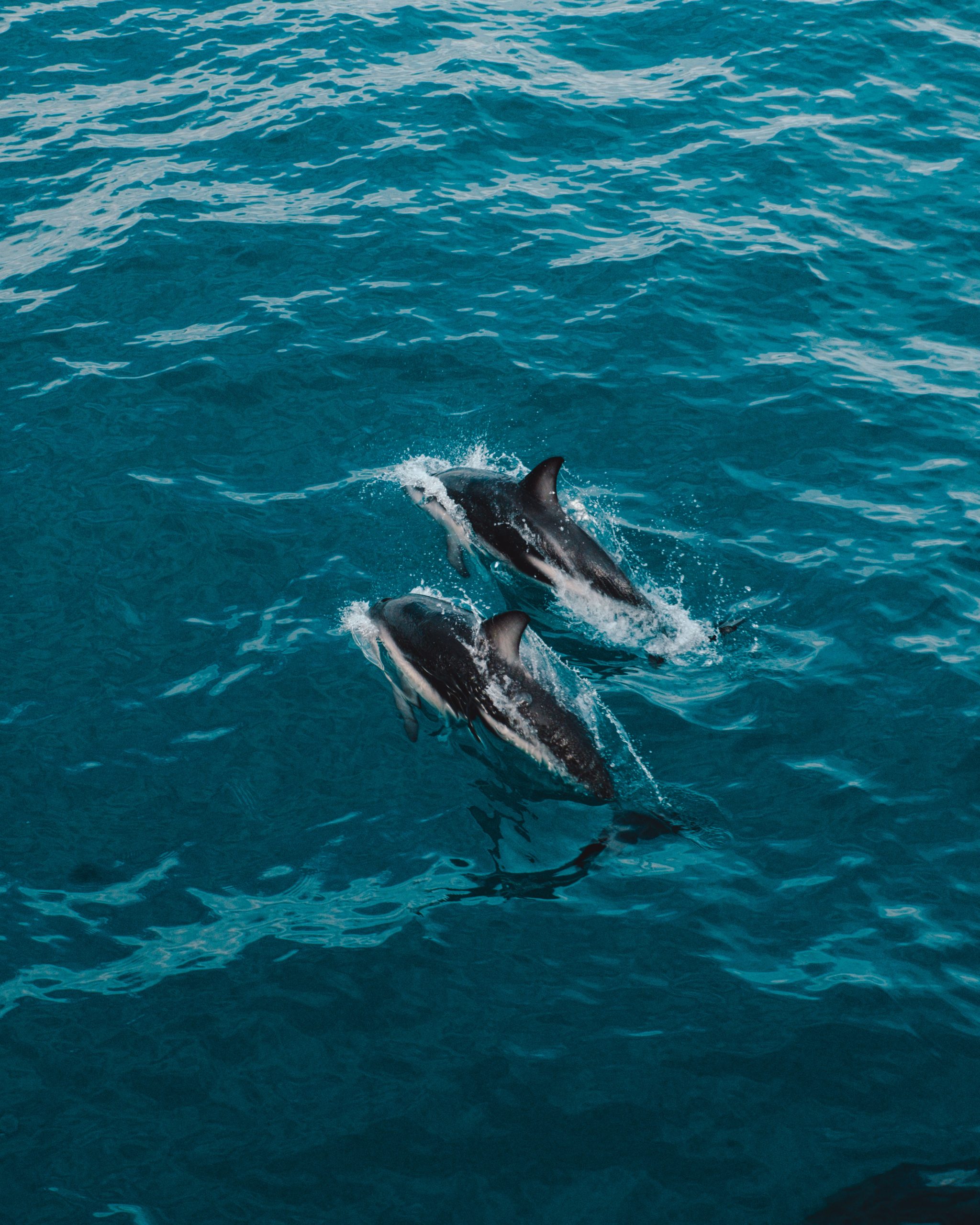 Kaikoura: 13 toffe dingen om te doen.