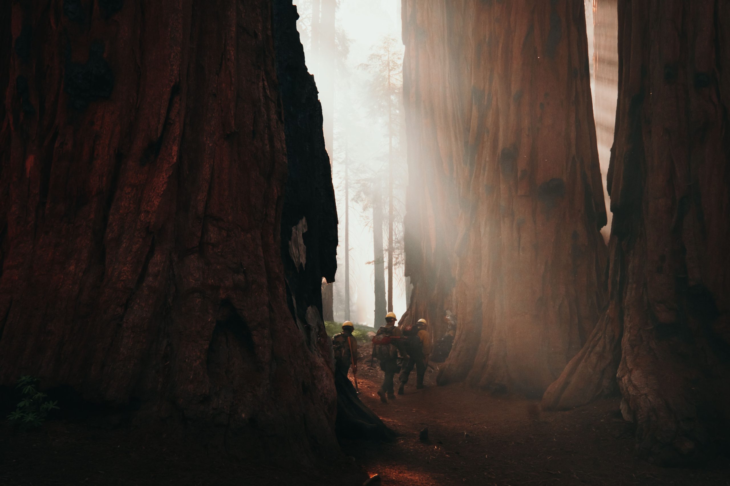 Sequoia Forest Fire Fighters