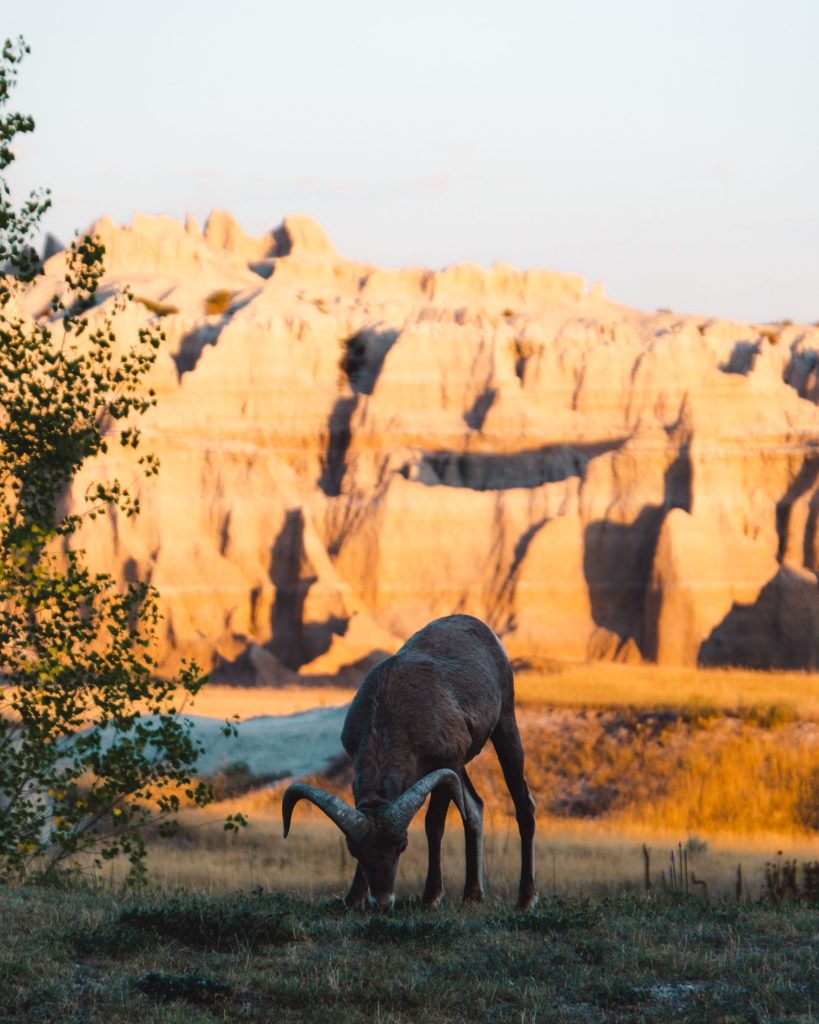 Badlands National Park Bighorn Sheep