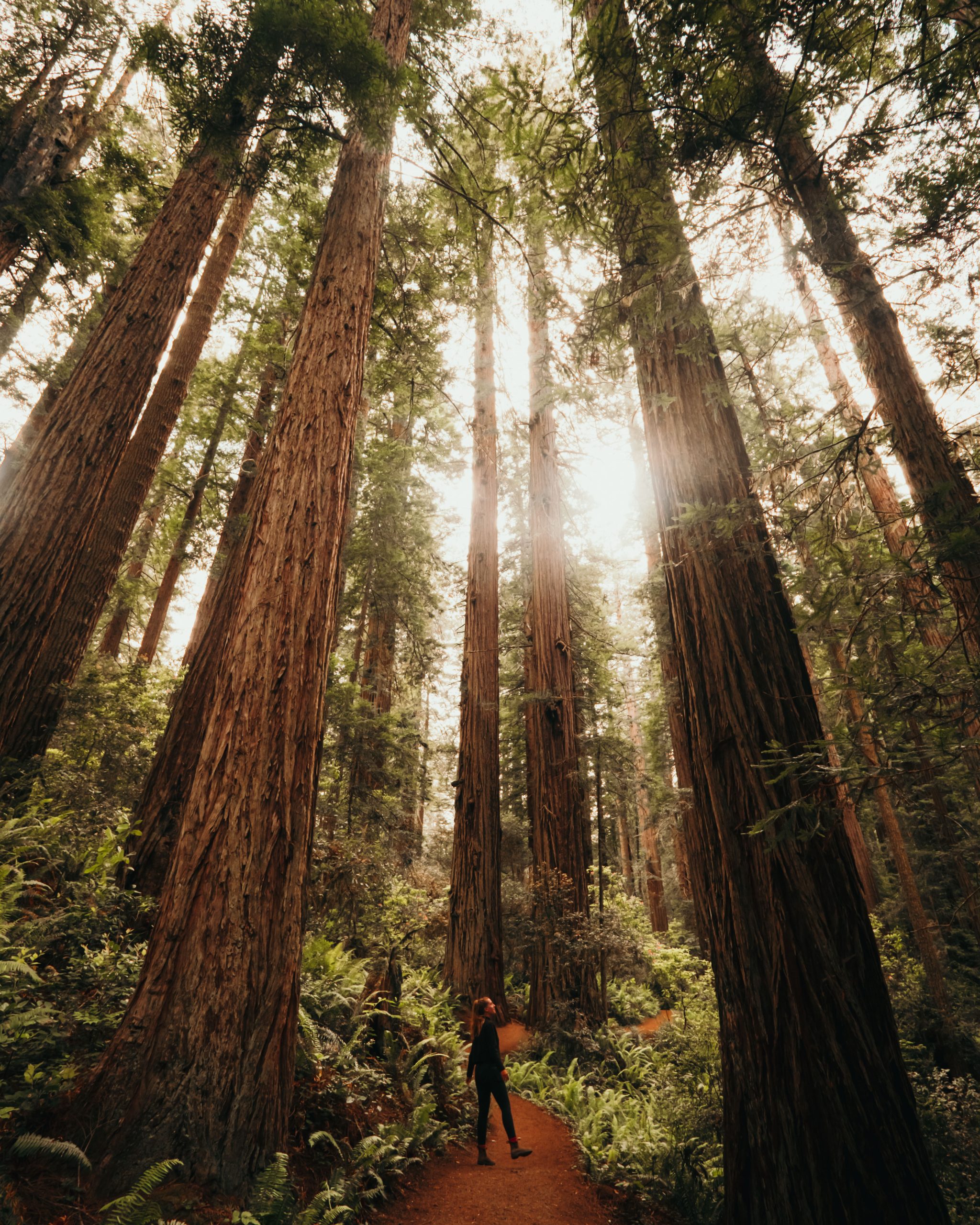 De 9 mooiste hikes in Redwood National Park.