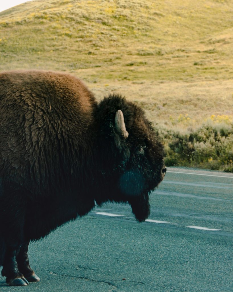 Yellowstone Bison Jam