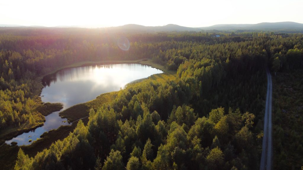 Bos in Småland