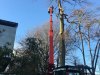 boom-verwijderen-uit-tuin-boom-stadstuin-Wemmel