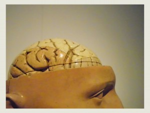 hersenen Guislain museum