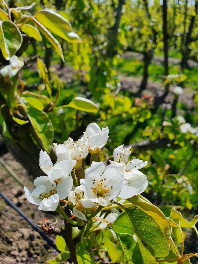 Heel wat fruitteelt in Waanrode