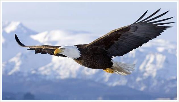 Condor Bald Eagle USA