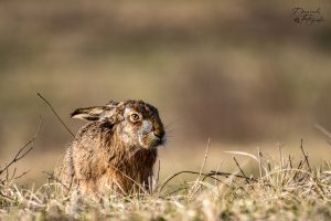 Lees meer over het artikel Foto wedstrijd Snorhaar