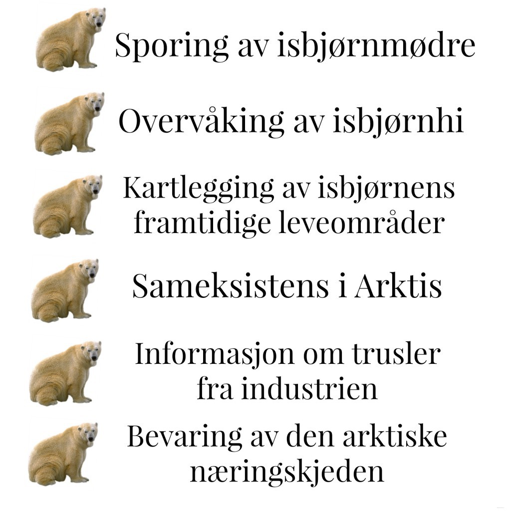 isbjørn1