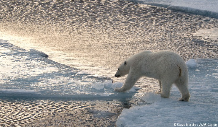 polar_bear_crossing_the_ice