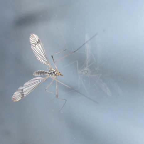 Gravity: Over Conditionering, Naïviteit en de Pijn van Integriteit | didisdna