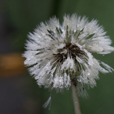 Stiltes
