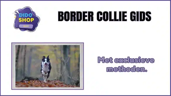 Border collie gids