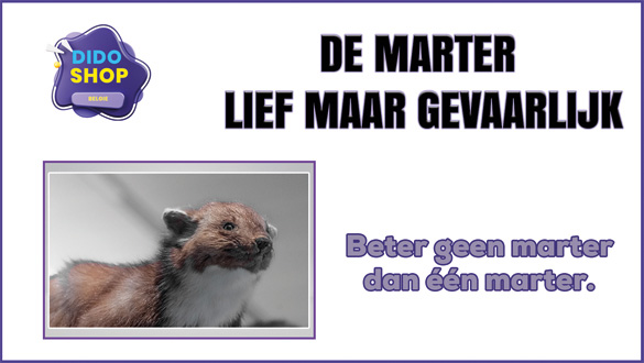 De Marter lief maar gevaarlijk