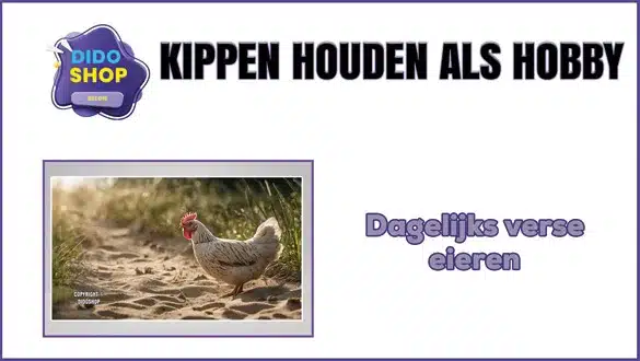 Kippen houden als hobby in kippenhokken van hoge kwaliteit.