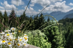 Hündeleskpfhütte_Detail_Blumenscmuck_Tal-1