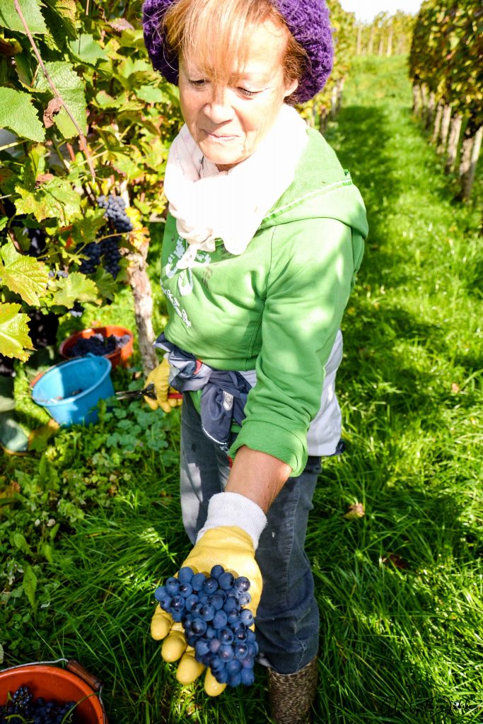 Thea kann sich Ferien ohne die Hagnauer Weinberge gar nicht mehr vorstellen. Foto: Flora Jädicke