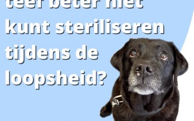 Sterilisatie van de hond.