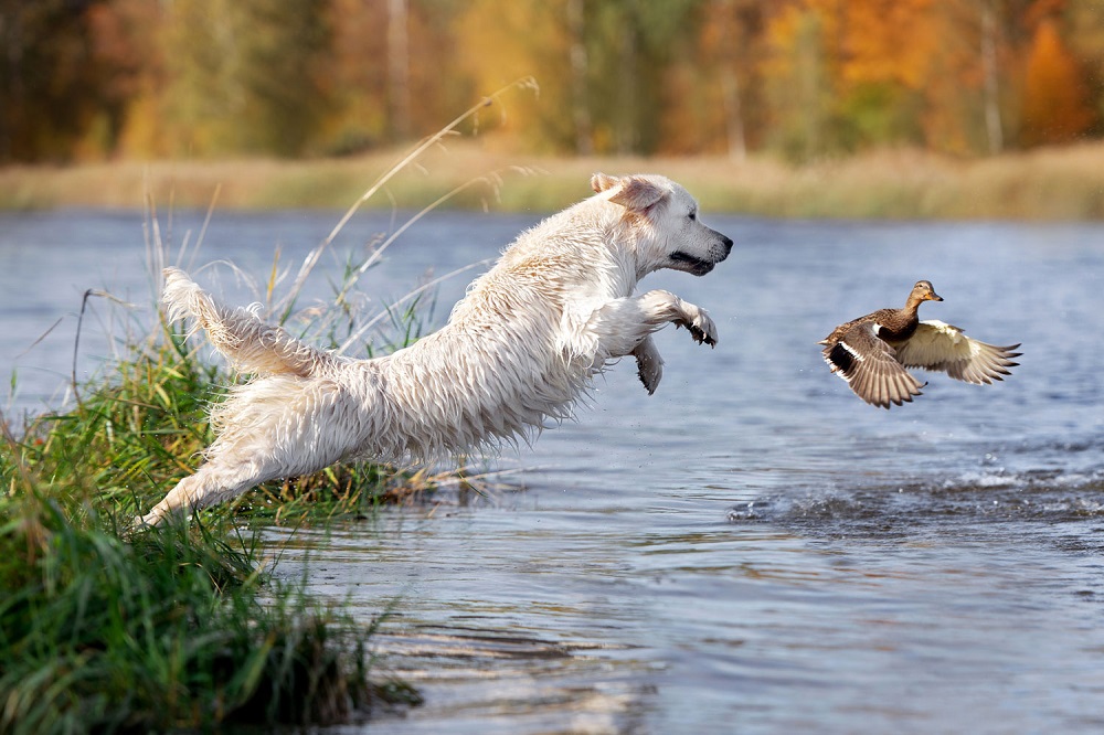 Vogelgriep gevaarlijk voor honden?