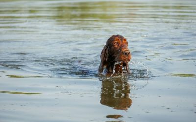 Blauwalg – veilig zwemmen met je hond