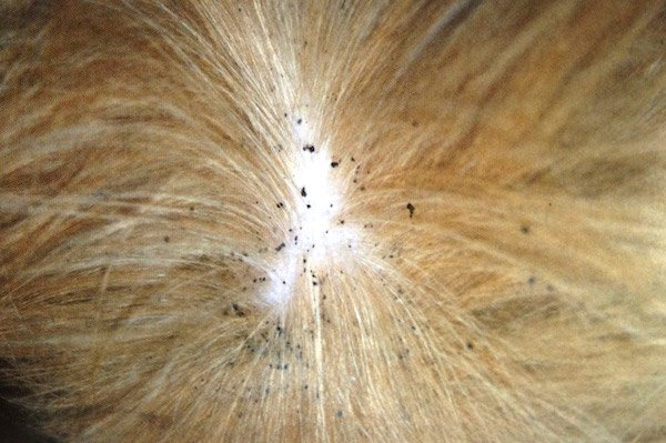 karbonade textuur rem Mijn hond heeft vlooien. | Dierenkliniek Nootdorp