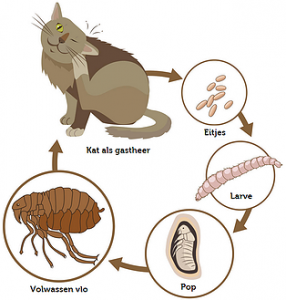 Mijn kat | Dierenkliniek