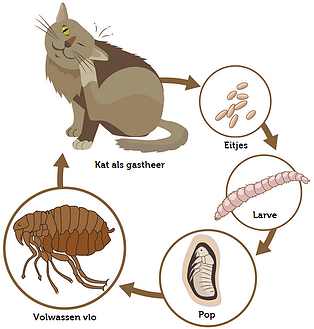 A cat with vlooien