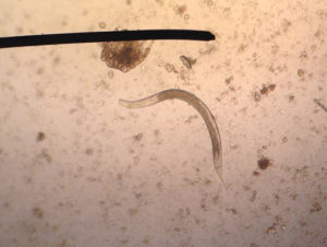 Longwormlarve bij de kat (in de ontlasting)