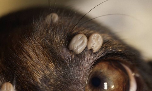 Mijn Hond Heeft Teken Dierenkliniek Nootdorp