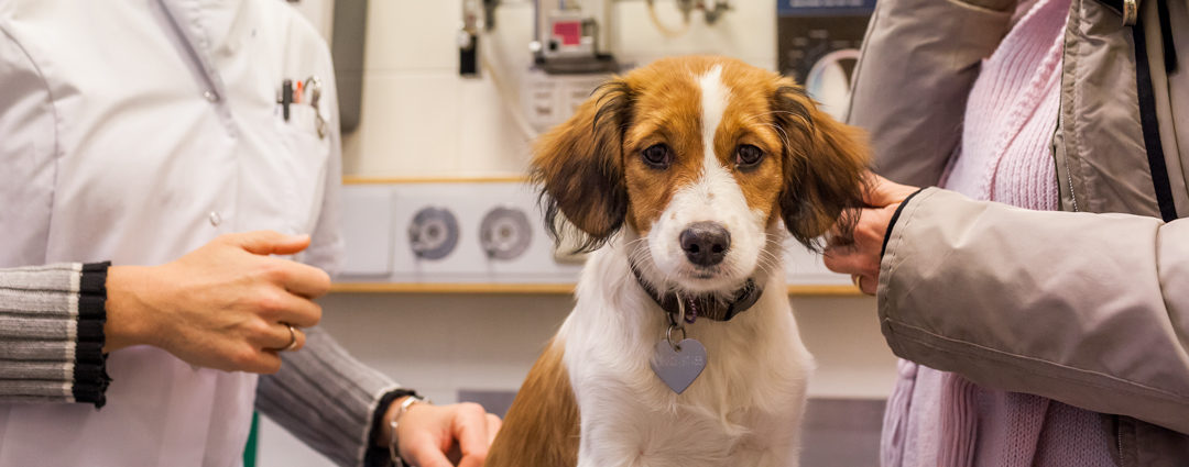 onderzoek hondje dierenarts statenlaan gezond ziek